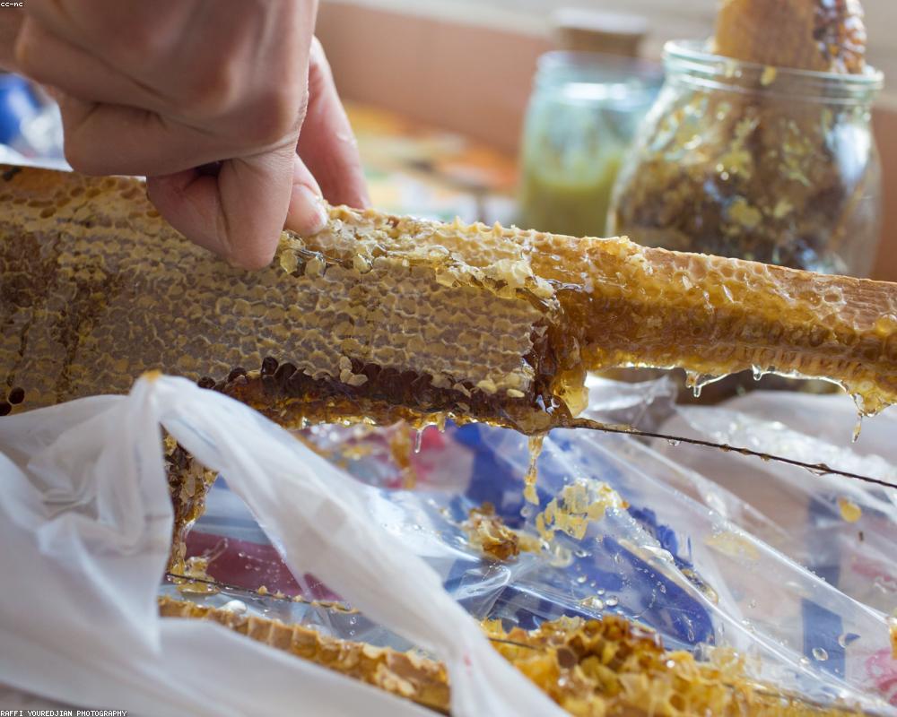 Fresh honeycomb dripping with golden raw honey